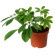 Schefflera plant in a pot. Athens