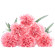 Pink Carnations. Athens
